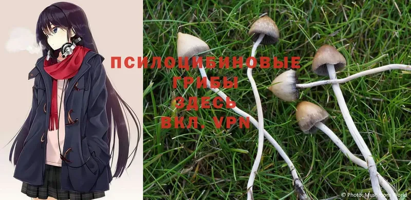 Галлюциногенные грибы MAGIC MUSHROOMS  как найти наркотики  KRAKEN как зайти  Майский 